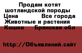 Продам котят шотландской породы › Цена ­ 2 000 - Все города Животные и растения » Кошки   . Брянская обл.